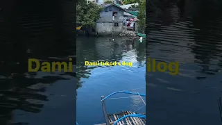 mga kalapate na Hindi nakauwi sa dervy sa mindoro.nahuli