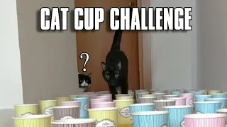Cat Cup Challenge | Can My Cats Make It?