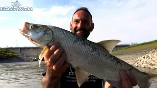 Aspius topwater fishing in the river Mincio in Italy by Yuri Grisendi