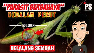 PARASIT BELALANG SEMBAH Cacing Parasit Zombie