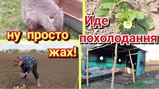 Оклигав,то й добре.Досадили картоплю.Дровник зробили з того ,що було