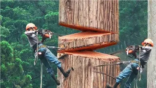 Dangerous Fastest Chainsaw Cutting Tree Machine Skills, Logging Wood Truck & Wood Sawmill Machines