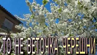 ТО НЕ ВЕТОЧКА ЧЕРЕШНИ (Полная версия)ХОРОШО, ЧТО ТЫ ПРИШЁЛ