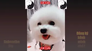 Tik Tok Mini Pomeranian Cute Funny ... Pomeranian funny and cute #samoyed #16