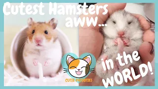 🐹 Funny Hamsters Videos Compilation #3 | Cute and Funny moments of Animals