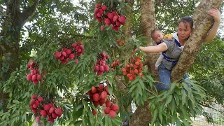 Single mother -Buy Lychee Fruit & Harvesting Lychee Fruit Go To Market Sell, ly tieu ly