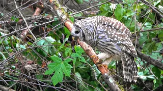 Nature Shorts #3  All Birds