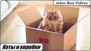 Подборка приколов # 8 Коты и коробки | Funny cats