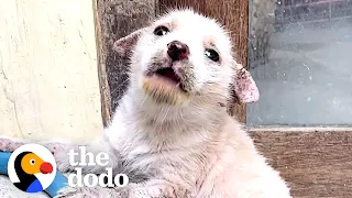 Mangey Street Puppy Completely Transforms | The Dodo