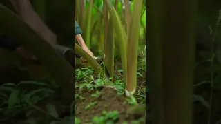 Cut Off Old Taro Branches Inside The Field  Best ASMR Video #satisfying #short