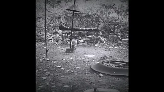 Squirrel jumps Baffle