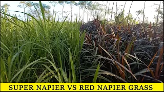 Super Napier vs Red Napier  - Planting to harvesting