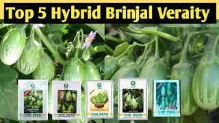 Top 5 Hybrids Brinjal seeds || Harsh Brinjal || Simran Brinjal || Romi || Utkal || Keerthana