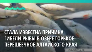 Стала известна причина гибели рыбы в озере Горькое-Перешеечное Алтайского края