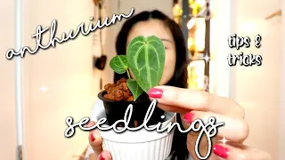 All About Anthurium Seedlings | How I Care for Baby Plants