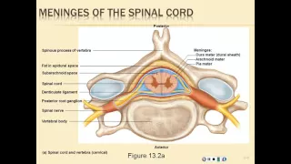 Chapter 13 Spinal Cord, Spinal Nerves, and Somatic Reflexes