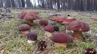 За белыми грибами на 86 квартал. Первые грибы в 2021 году и неожиданная встреча с лисой. Сибирь