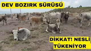 DEV BOZIRK SÜRÜSÜ BULDUM (Yerli Ve Milli Nesli Tükeniyor)