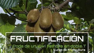 Poda de INVIERNO ❄ para la FRUCTIFICACIÓN del KIWI 🥝 [v 48] Fruticultura con LdN 2022