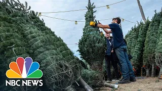 Supply Chain Issues Raise Prices Of Christmas Trees, Create Scarcity