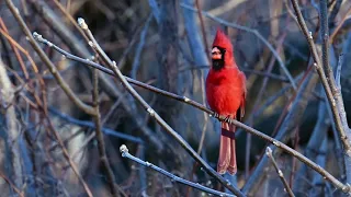 Cardinal sings his heart out in Syracuse