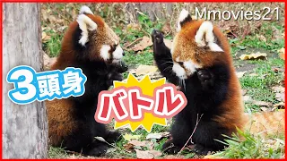 可愛いバトルが止まらない双子のレッサーパンダ菫菫&茜茜~Cute battle of Twin Red Panda cubs