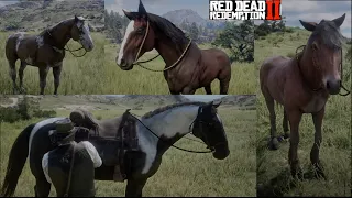 How To Get a Good Horse Early in Chapter 2 - Red Dead Redemption 2