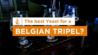 The Best Yeast for a Belgian Tripel - Tips from The Pitch