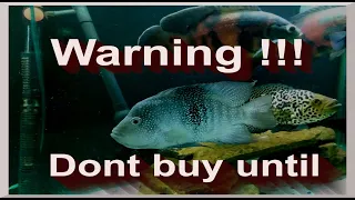 Warning!!!Don't buy a texas cichlid until you watch this