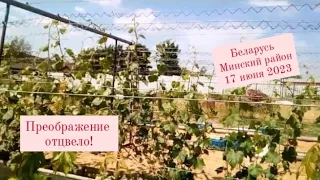 🍇 Отцвело Преображение. Виноградник на 17 июня 2023. Беларусь.