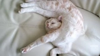 Кошки спят в странных позах (2015) | Cats sleeping in strange poses c