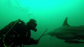 Sharkservation dives the Aliwal Shoal, South Africa
