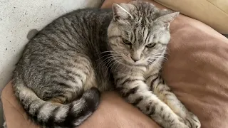 12:00みんな何してるかな？🐈💭