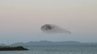 A Murmuration of Starlings Flying in Formation