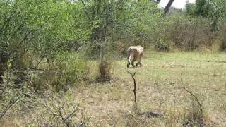 Lion vs. Brave Baboon Fight-West Serengeti Safari