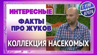 Интересные факты про жуков. Коллекция насекомых. И не только из Приднестровья