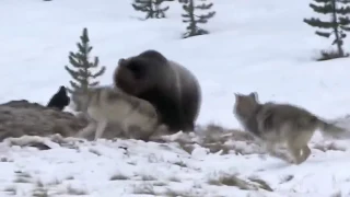 Версус! Волк против медведя! Самые эпичные бои волков!!!