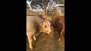 Last day at JA Cattle Feedlot