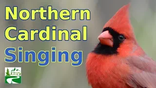 Cardinal Singing & Call Sounds