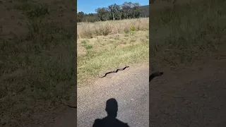 Avustralya'nın En Zehirli Yılan (arabama girdi)
