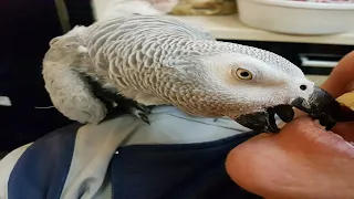 Попугай матершинник целуется с хозяйкой говорящий попугай Рико