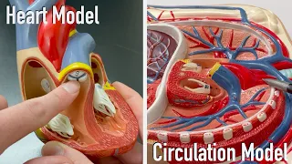 Heart and Circulation Model Tour