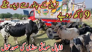 Dadyal cattle market situation|Sacrificial animals so expensive|9 Lakh rupees |Israr ahmed official