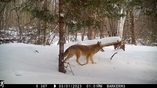 2023 Maine Wildlife Out and About Trail Camera Footage