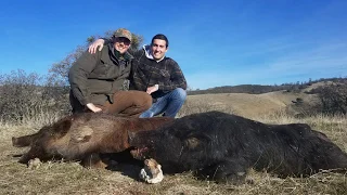 Wild Pig Hunting with Oak Stone Outfitters