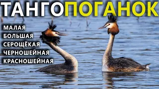 Grebes (Podicipediformes) of the Russia.