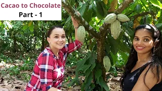 Cacao Beans Processing I Sapling to Dried Cacao Beans I TABASCO - MEXICO