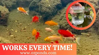 Pond filtration| Crystal clear water