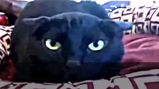 Funny Cats Compilation Videos