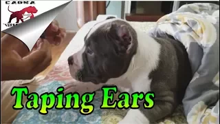 🐶 How to Fix Cropped Ears on Your American Bully Puppy: A Step-by-Step Guide - From Floppy to Stand🦴